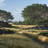 Bluff Trail & Monterey Cypress, Pebble Beach