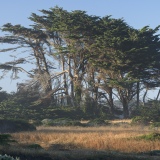 Aging Monterey Cypress, Pebble Beach